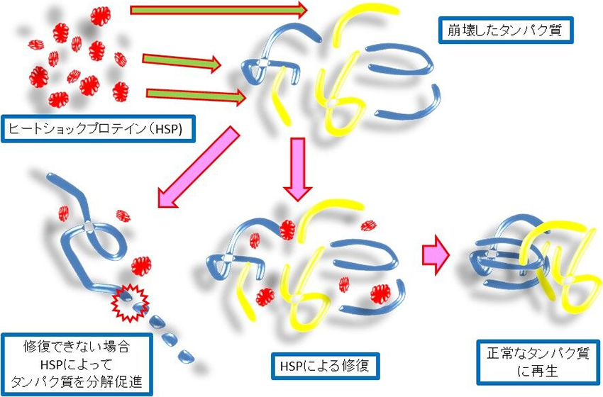 図1. ヒートショックプロテイン（HSP）によるタンパク質の修復