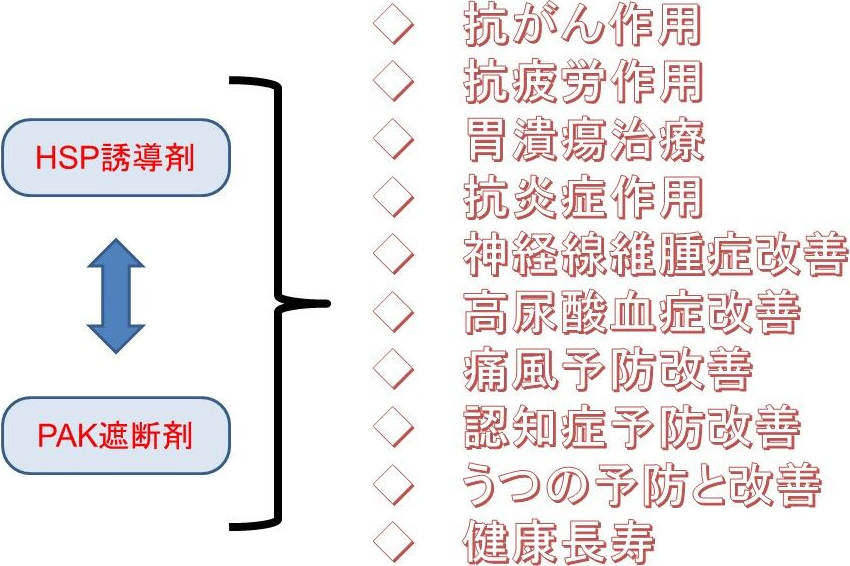 HSP誘導剤⇔PAK遮断剤