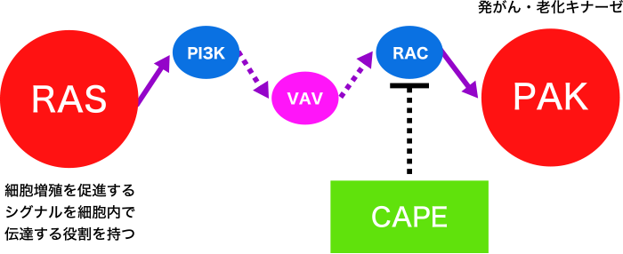 図1. CAPEのPAK遮断剤としての利用