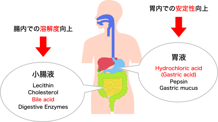 図1. γオリゴ糖を用いた安定化と可溶化による吸収性の向上