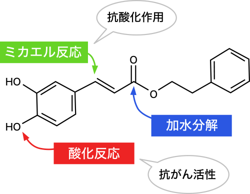 図2. 不安定なコーヒー酸フェネチルエステル（CAPE）の複数の反応サイト