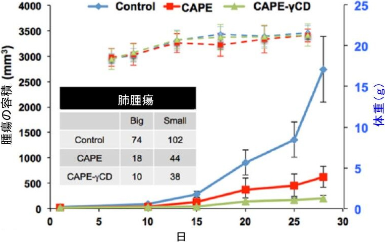 図4. γオリゴ糖によるCAPEの抗がん活性の向上