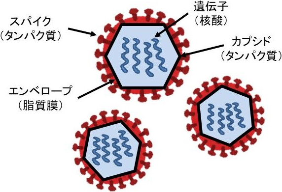 新型コロナウイルス・インフルエンザの構造