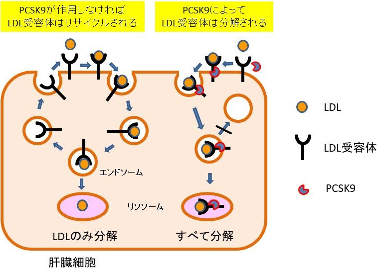 図3. PCSK9によるLDL受容体の分解