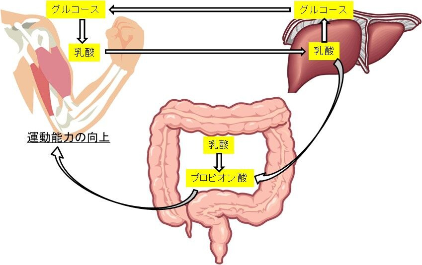 図1. アスリート菌による運動能力の向上の作用機序