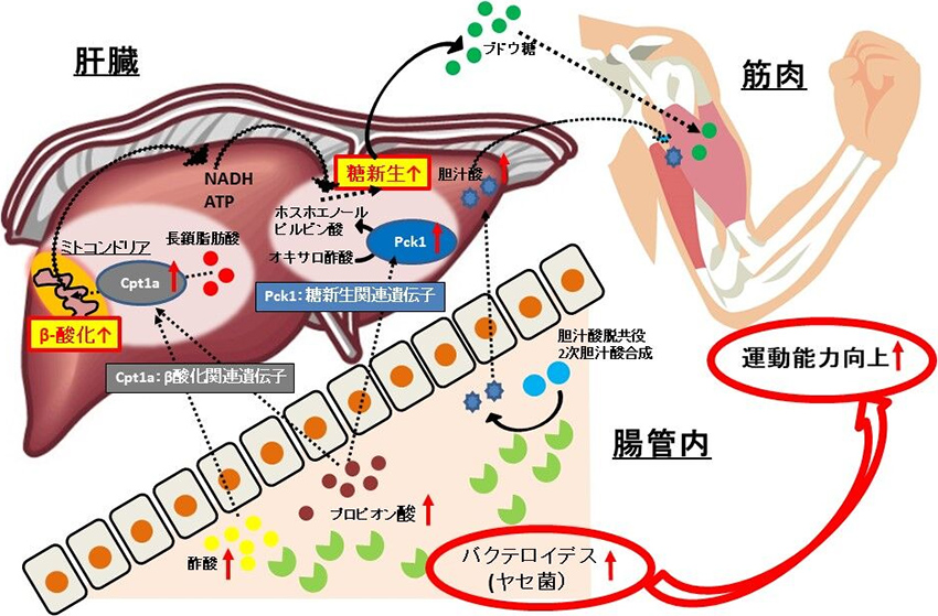 図1. ヤセ菌の短鎖脂肪酸産生と胆汁酸合成による運動能力向上機構