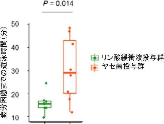 図3. ヤセ菌投与による遊泳時間の延長