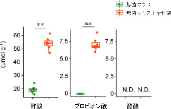 図4. 無菌マウスにヤセ菌を投与した際の短鎖脂肪酸産生量