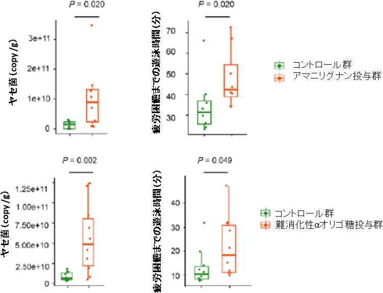 図5. アマニリグナンと難消化性αオリゴ糖によるヤセ菌増加と遊泳時間の延長効果