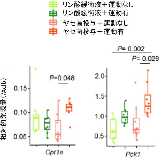 図6. ヤセ菌投与群の運動後のβ酸化と糖新生の関連遺伝子の増加