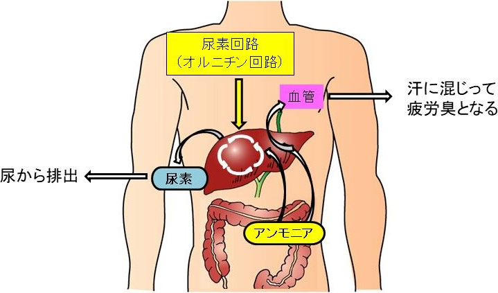 図1. 腸内で発生したアンモニアが疲労臭となるメカニズム