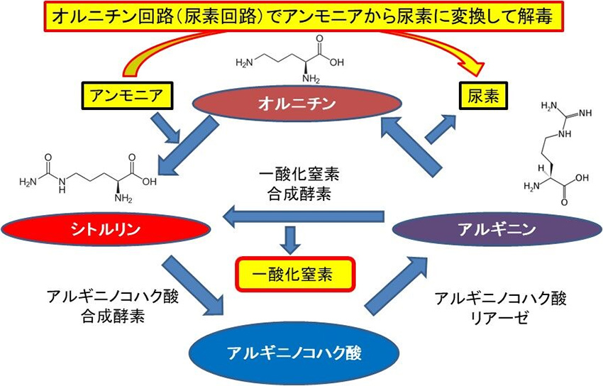 図1. オルニチン回路によるアンモニアの解毒と一酸化窒素合成