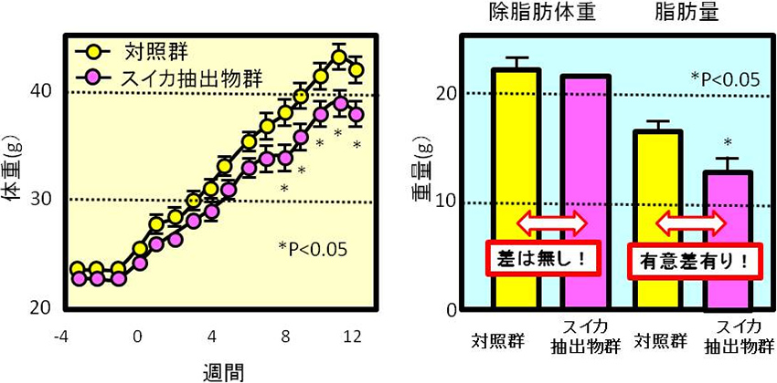 図2. スイカ抽出物の体重と脂肪量の低減効果