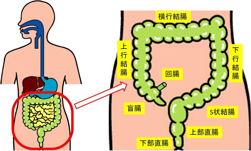 効果 シトルリン