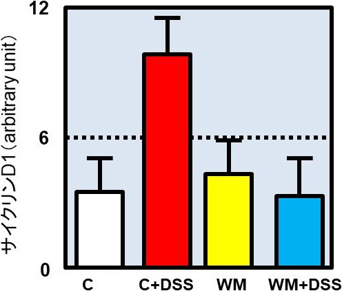 図5. スイカ粉末摂取によるサイクリンD1の減少