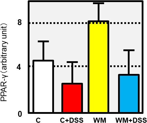 図6. スイカ粉末摂取によるPPARγの増加