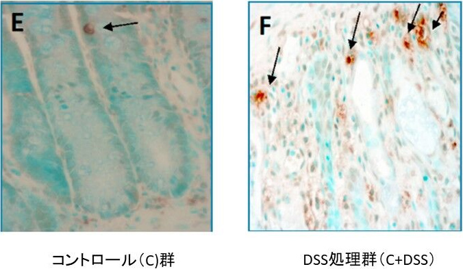 図7. 結腸におけるDSSによるアポトーシス(細胞死)の増加
