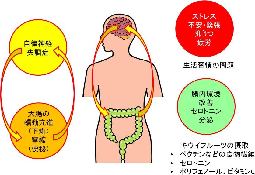 図1. 腸脳相関と過敏性腸症候群(IBS)
