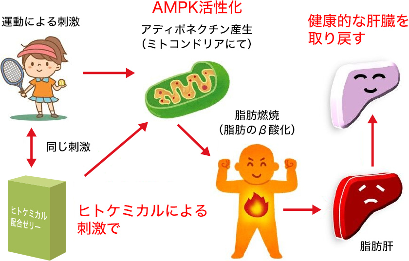 図1. ヒトケミカル摂取でAMPKを活性化し健康な肝臓を手に入れる