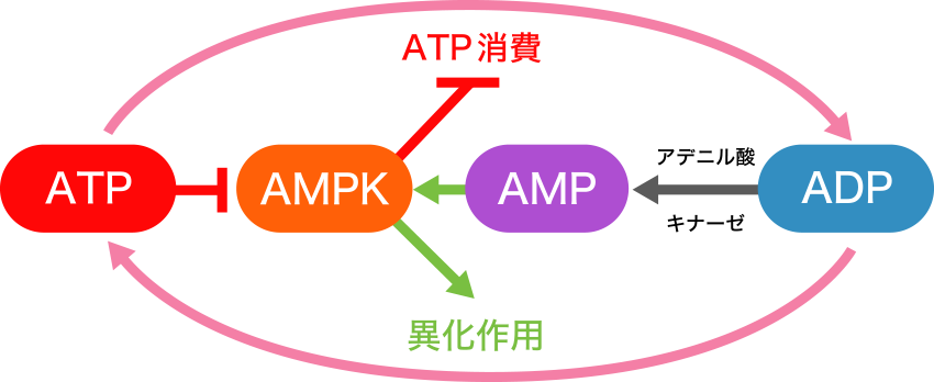 図2. AMPK活性化によるADPからATPへの変換
