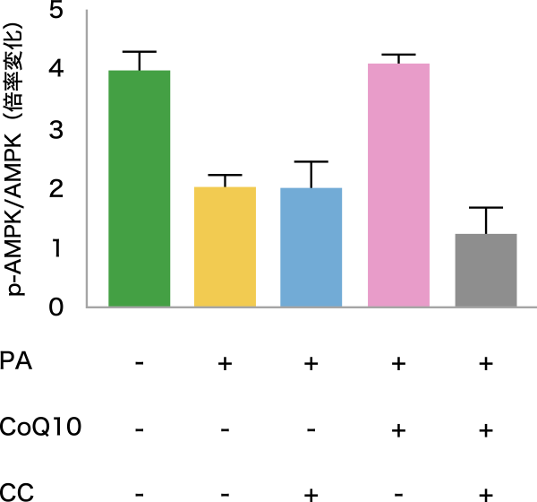 図9. HepG2細胞へのCoQ10添加によるAMPK活性化