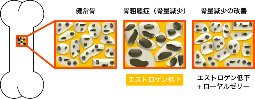 図1. ローヤルゼリーによる骨量減少の改善