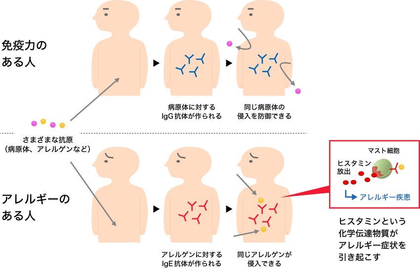 図1. アレルギー疾患の発症メカニズム