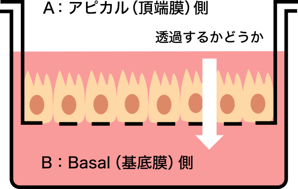 図3. 膜透過性を検討するためのCaco-2細胞膜のイメージ図