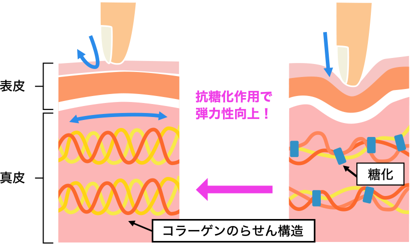 図1. 抗糖化による正常なコラーゲンのらせん構造の維持（イメージ図）