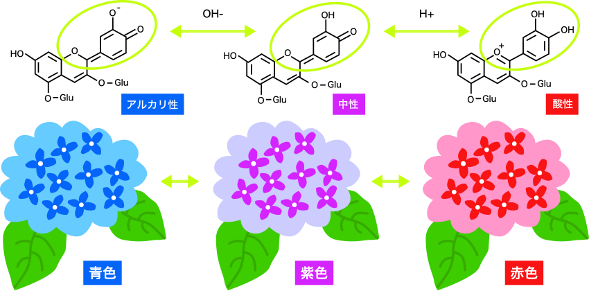 図1. アルカリ性、中性、酸性におけるアントシアニンの色変化