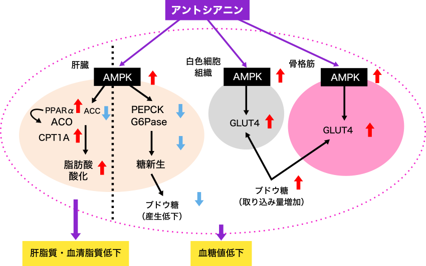 図2. アントシアニン含有ブルーベリー抽出物の糖尿病予防・抑制のメカニズム