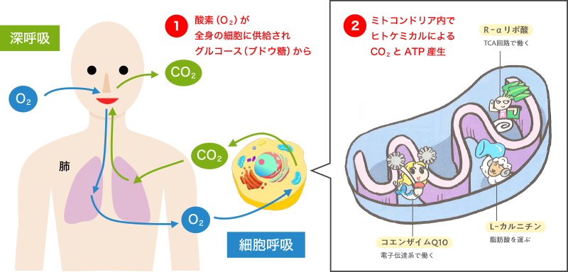 図1. 深呼吸とヒトケミカルによる糖と脂質の代謝の効率化メカニズム