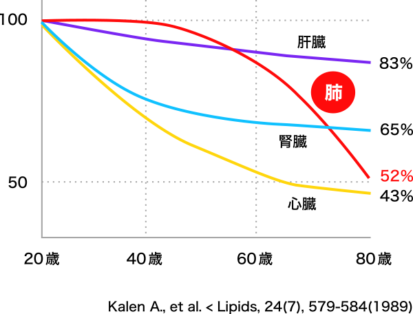 図2. 肺細胞におけるヒトケミカル（コエンザイムQ10）の減少