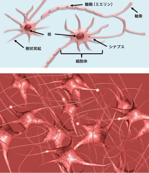 図1. 神経細胞の構造(イメージ図)