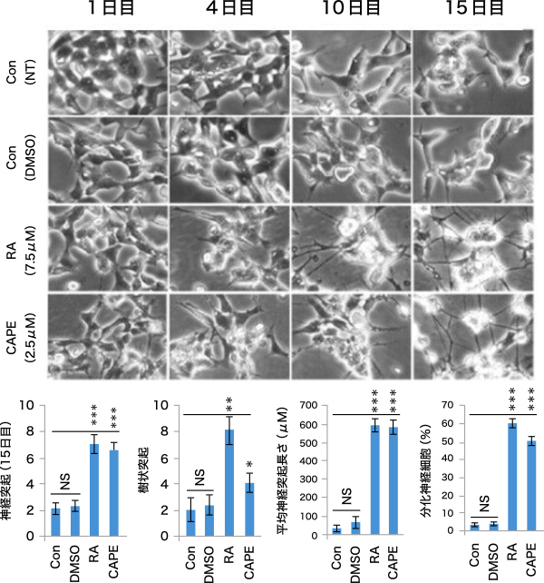 図2. CAPEの神経細胞分化誘導作用