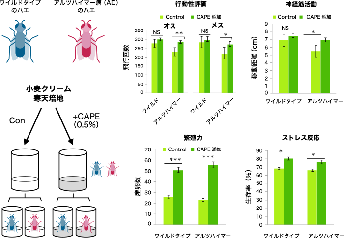 図3. CAPEによるアルツハイマー病モデルショウジョウバエの症状改善効果