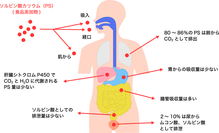 図1. 人の体内におけるソルビン酸カリウムの吸収、分布、排泄
