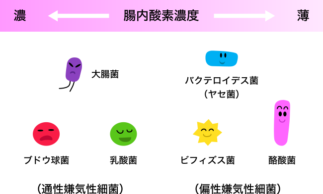 図1. 腸内酸素濃度と腸内細菌の関係