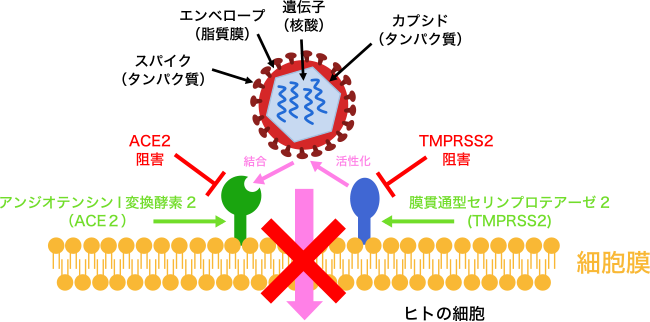 図1. コロナウイルスの侵入を防ぐためのTMPRSS2とACE2の活性阻害作用
