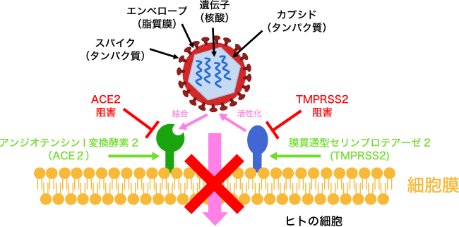 マヌカ ハニー コロナ