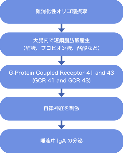 図1. 難消化性オリゴ糖摂取による唾液IgA分泌