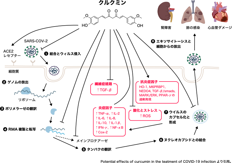 図5. COVID-19に対するクルクミンの有効性の仮説