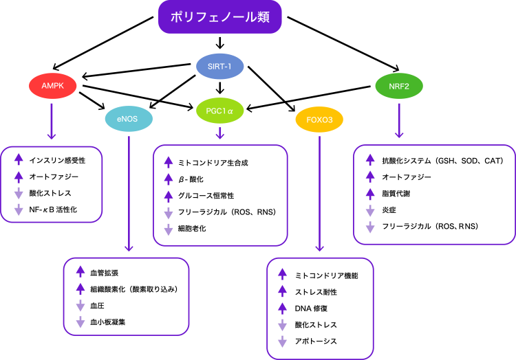 図2. ポリフェノールによる転写因子の調節