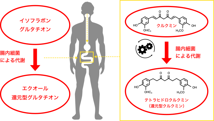 図1. 腸内細菌による機能性成分の代謝産物