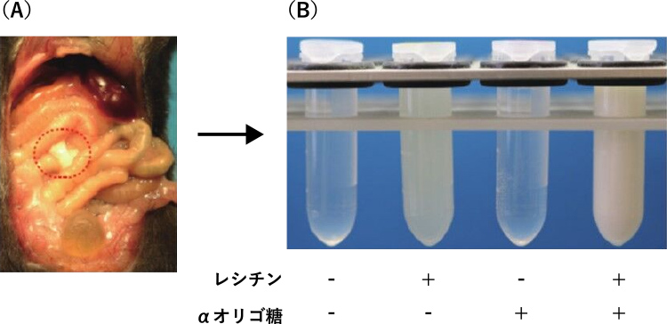 図5. レシチン-αオリゴ糖包接体形成の確認