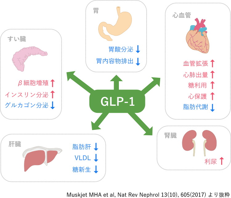 図2. インクレチンGLP-1のさまざまな作用