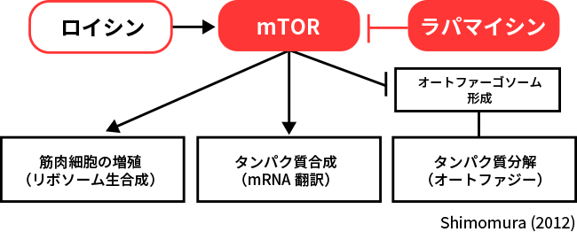 図1. ロイシンによる筋肉合成促進メカニズム