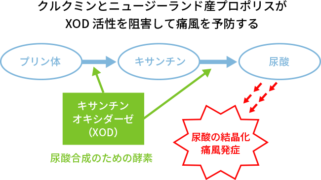 図1. プリン体からの尿酸生成と痛風発症について