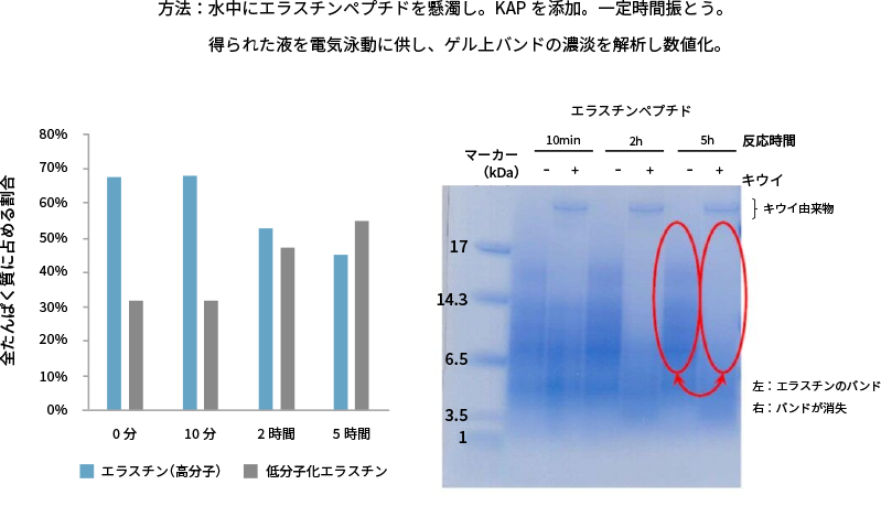 図2. KAPによるエラスチンペプチドの低分子化