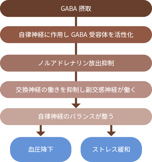図4. GABAの血圧降下作用とストレス緩和メカニズム